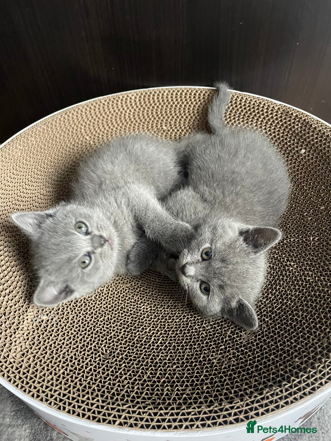 Scottish Fold cats for sale: PURE BREED SCOTTISH FOLD KITTENS 🐾 - Advert 2