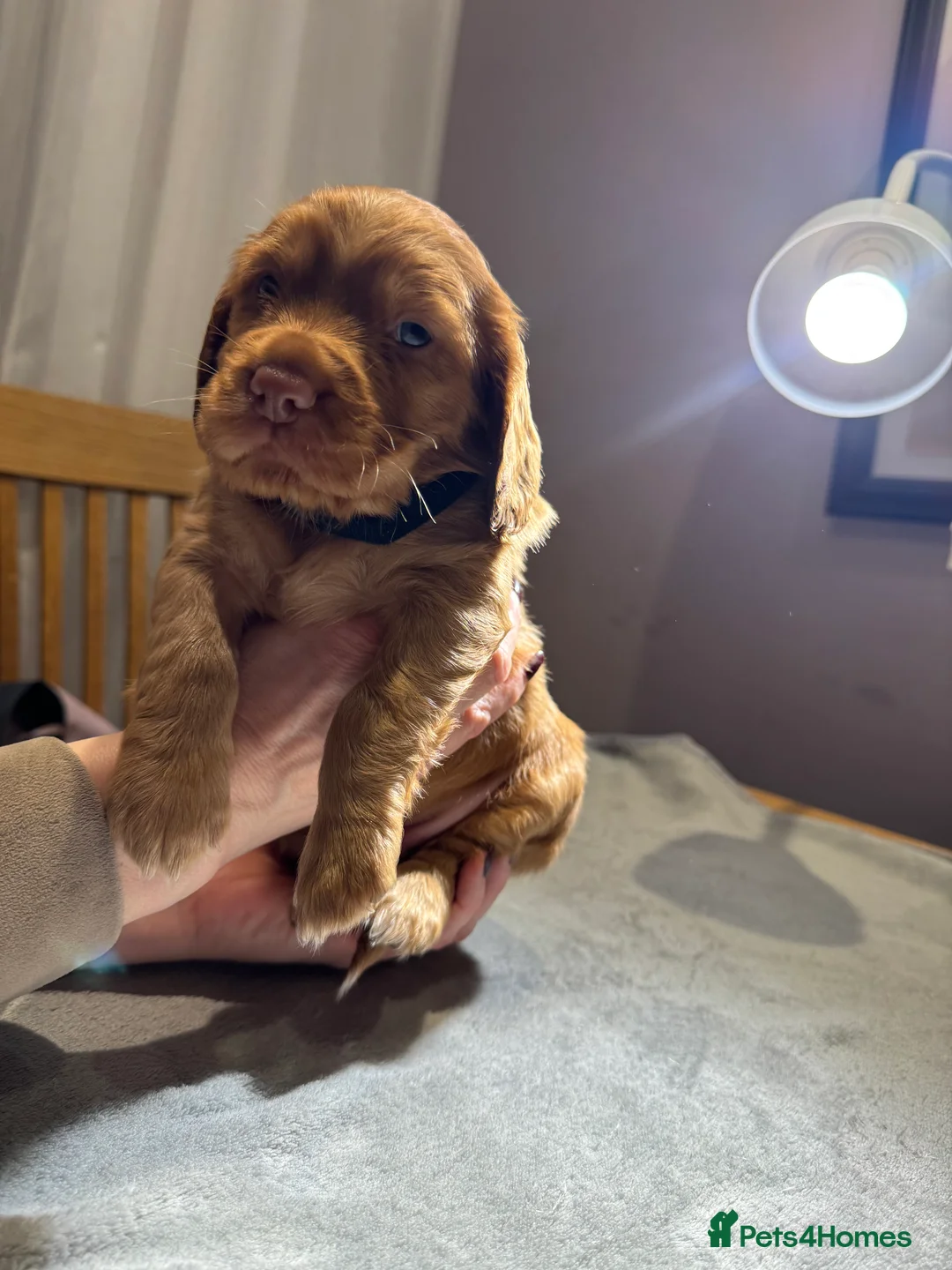 Cocker Spaniel dogs for sale: Adorable cocker spaniel puppies - Advert 4