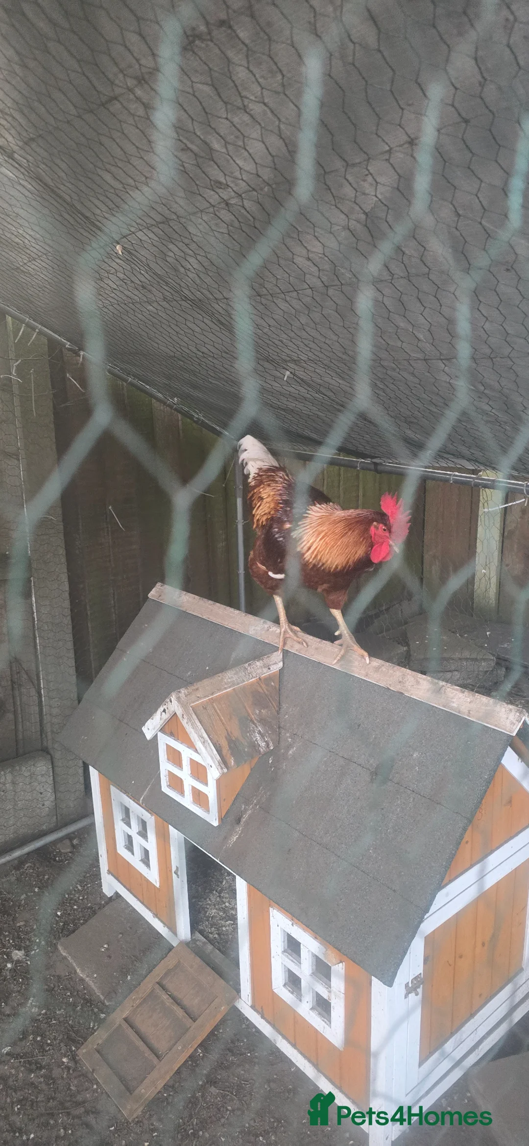Chickens poultry for sale: 2 Male Gold Line Chickens - Advert 2