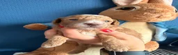 Maltipoo dogs for sale: Maltipoo F1B 🐩🐩🐩🐩 - Advert 2