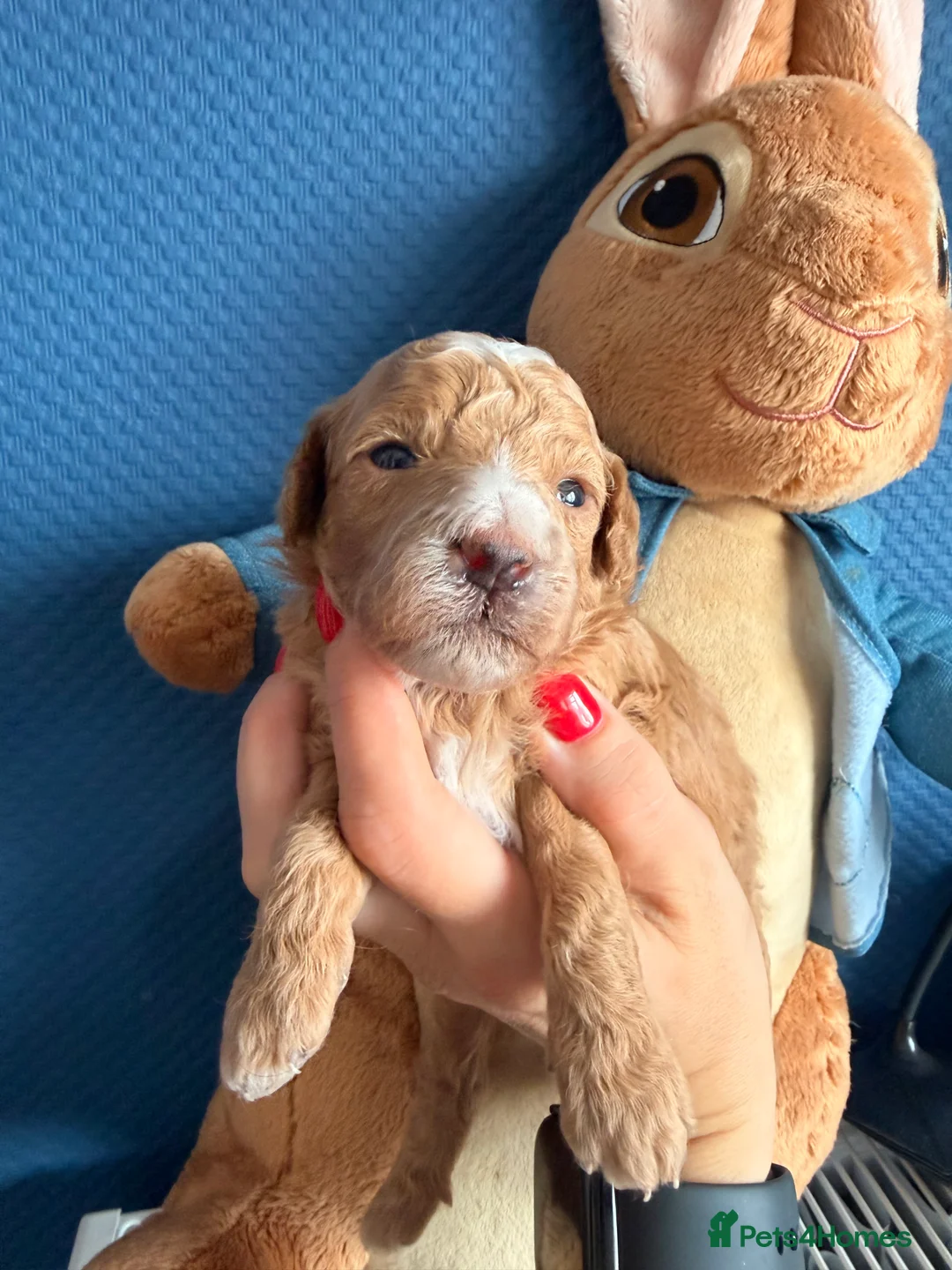 Maltipoo dogs for sale: Maltipoo F1B 🐩🐩🐩🐩 - Advert 2