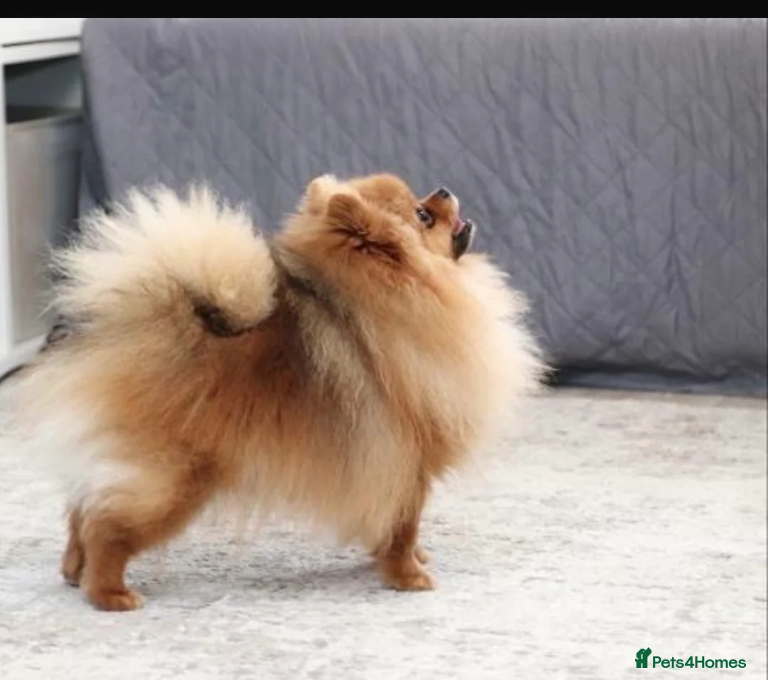 Pomeranian dogs for stud: Quality Small Teddy Bear Pomeranian for Stud KC - Advert 2