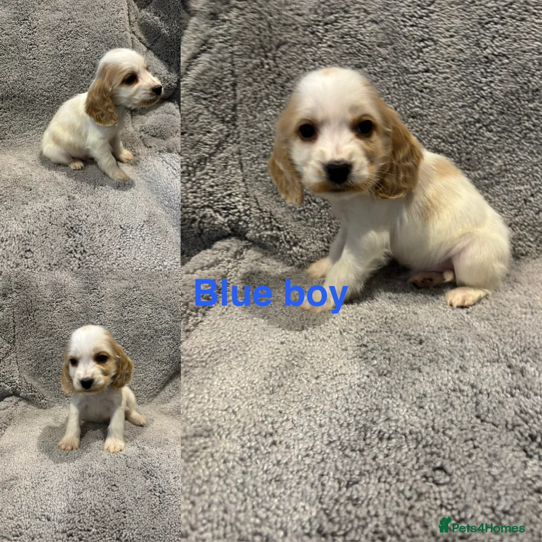 Cocker Spaniel dogs for sale: Beautiful show type cocker spaniel puppys - Advert 3