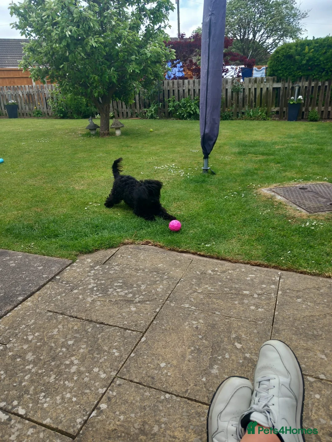 Cockapoo dogs for sale: Female cockapoo  - Advert 2