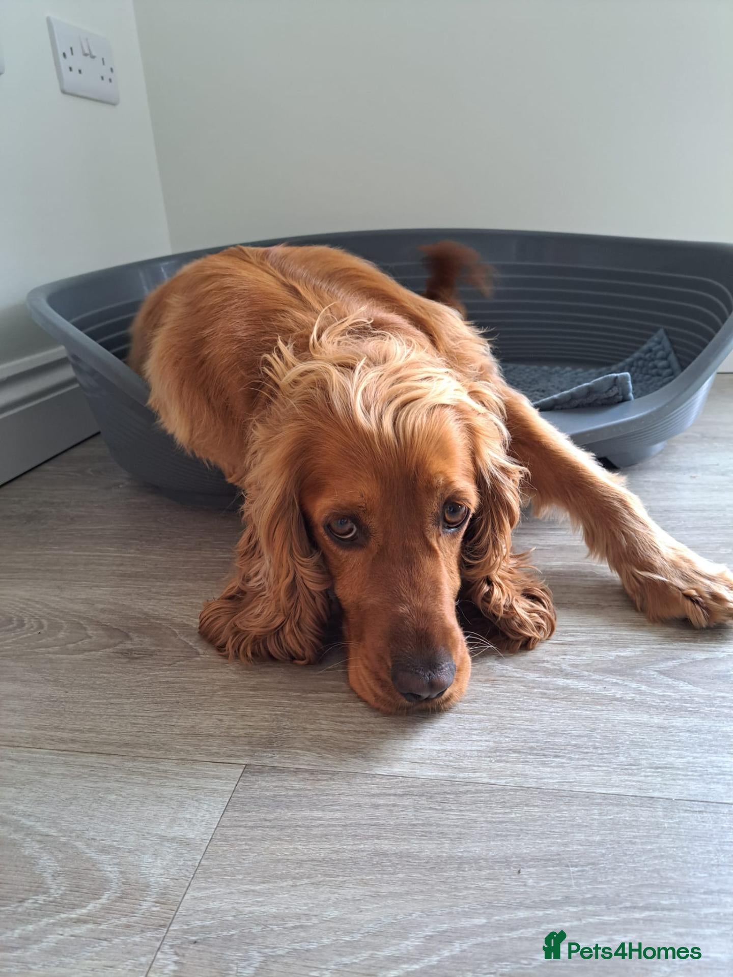 Cocker Spaniel dogs 3 Year Old Cocker Spaniel - Beautiful Rosie - Advert 14
