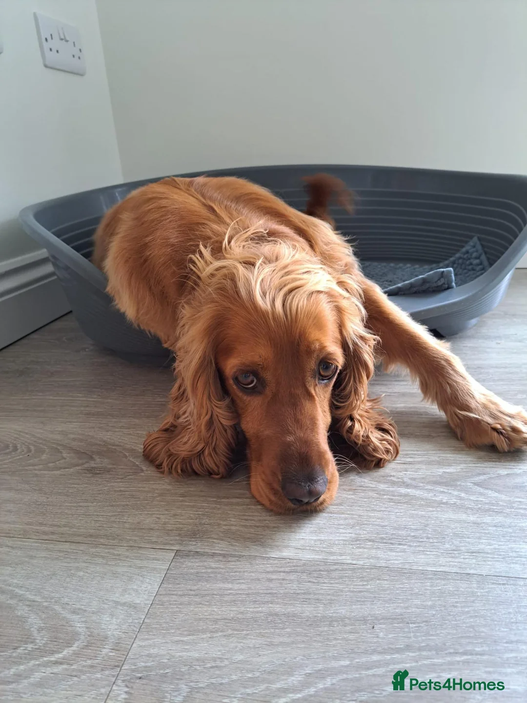 Cocker Spaniel dogs for sale: 3 Year Old Cocker Spaniel - Beautiful Rosie - Advert 1