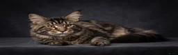 Maine Coon cats for stud: GCCF & TICA BLACK SILVER & TABBY MAINE COON STUDS - Advert 6