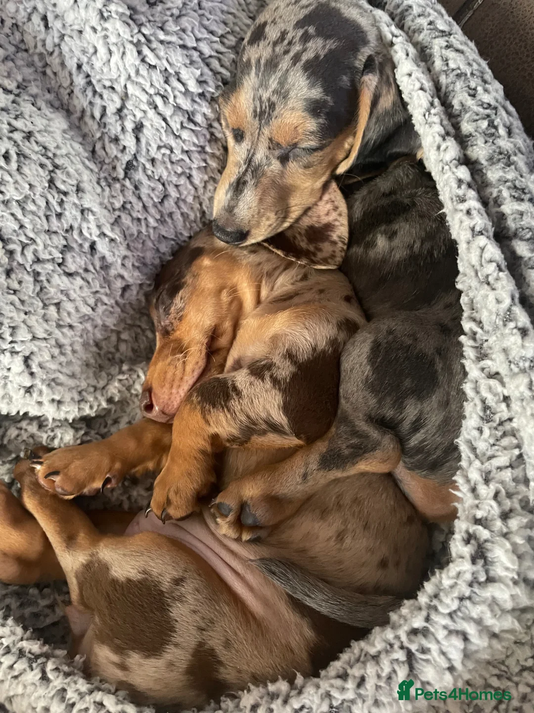 Miniature Dachshund dogs for sale: Miniature dachshund sisters in Bristol - Advert 2