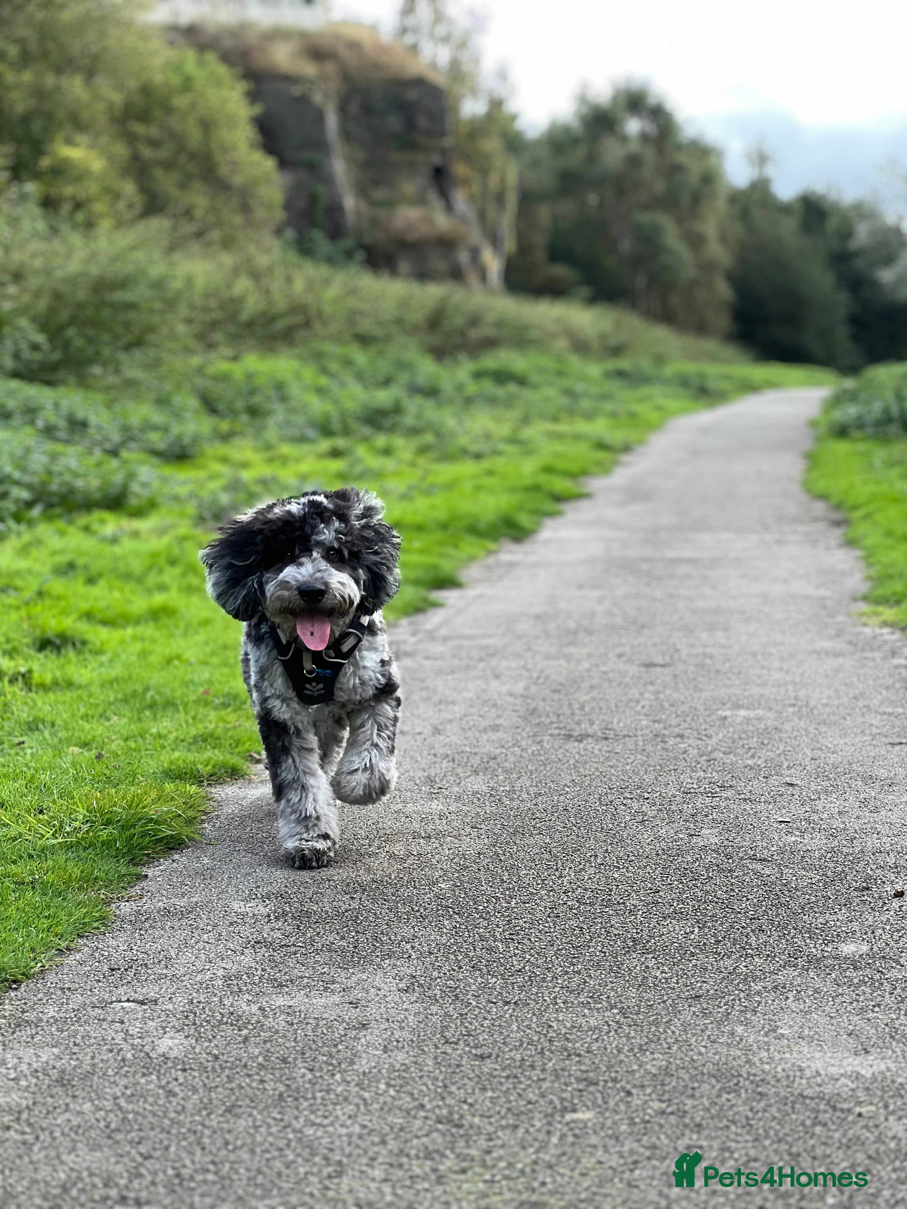 Cockapoo dogs F2 Merle cockapoo for stud - Advert 2