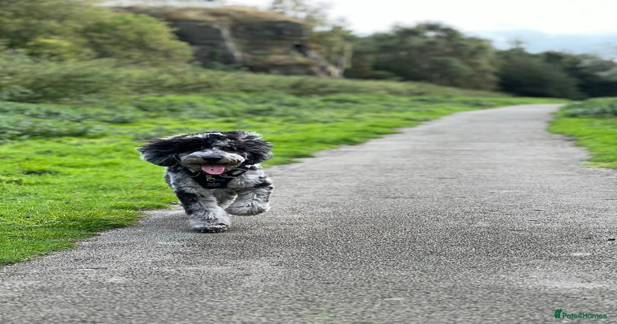 F2 Merle cockapoo for stud for stud in Rotherham | Pets4Homes