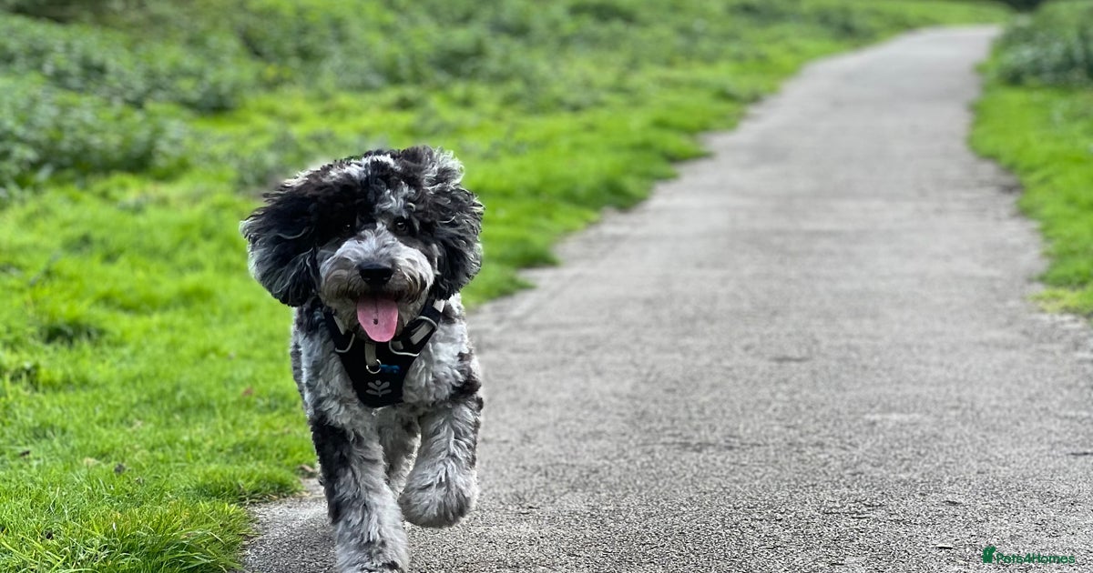 F2 Merle cockapoo for stud for stud in Rotherham | Pets4Homes
