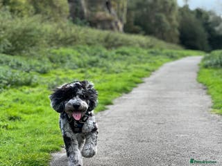 Cockapoo dogs F2 Merle cockapoo for stud - Advert 6