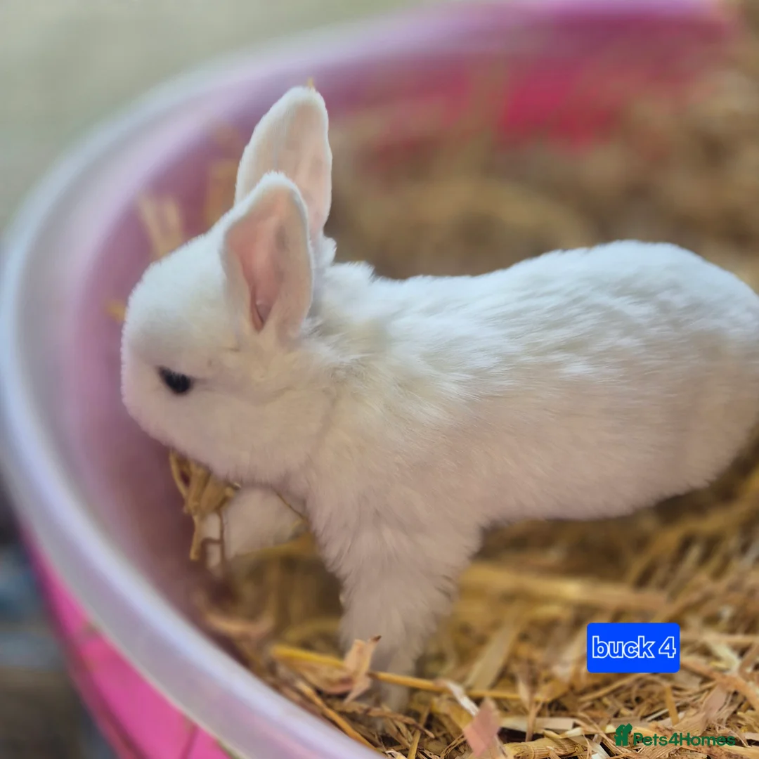 Mini Lop rabbits for sale: Gorgeous mini lop x Rhinelander kits ready April - Advert 3