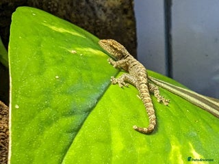 Gecko reptiles - Advert 1