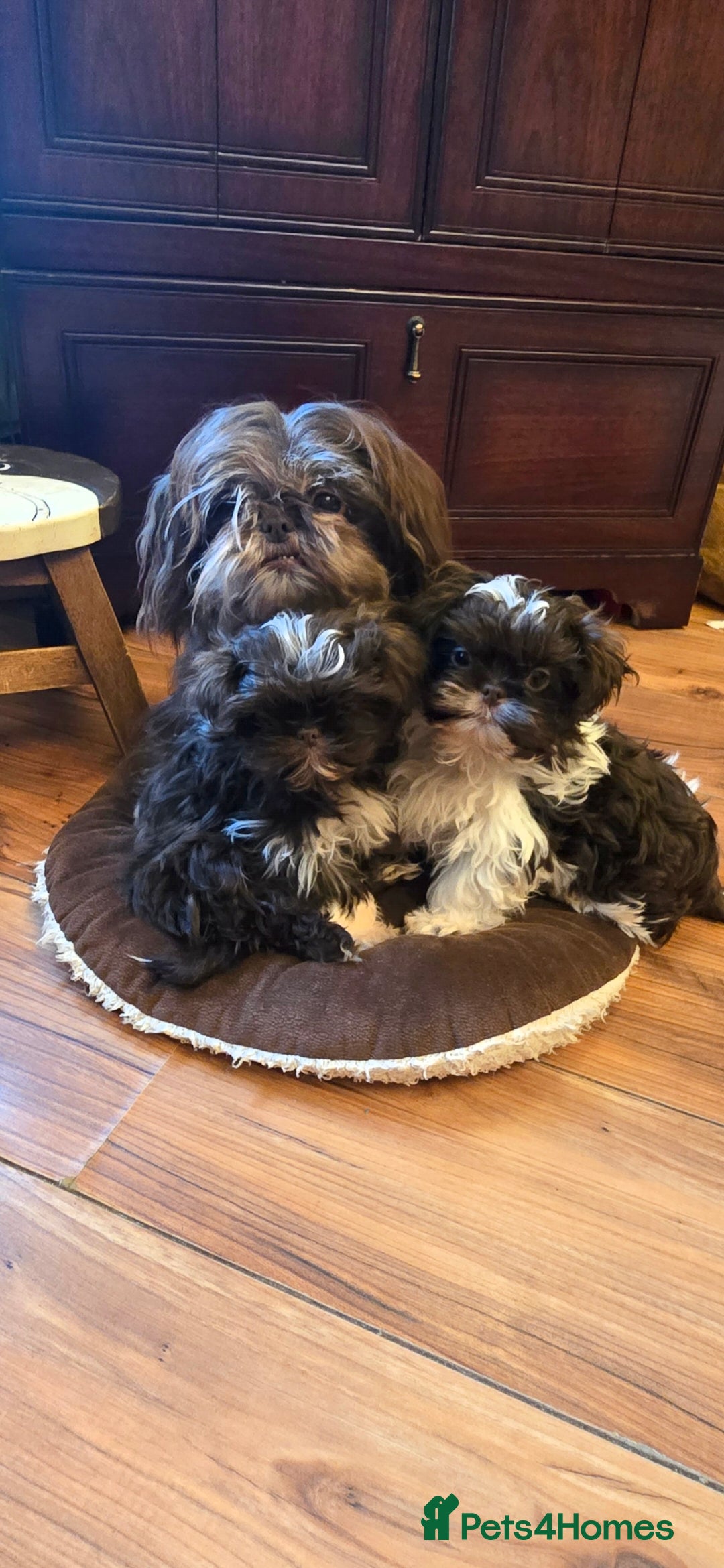 Shih Tzu dogs for sale: Stunning shih tzu - Advert 7