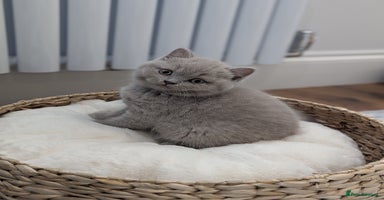 British Shorthair cats - Advert 13