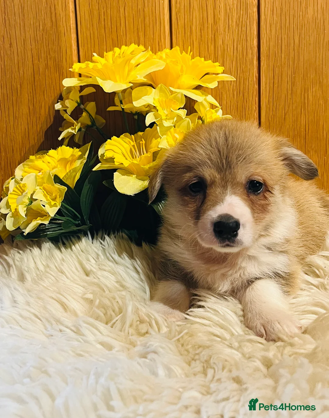 Welsh Corgi Pembroke dogs for sale: KC reg Welsh Corgi Pembroke puppies - Advert 32