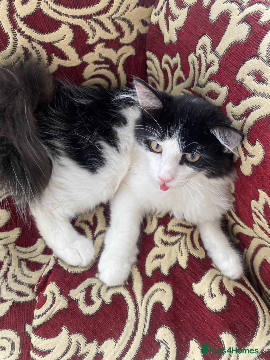 Maine Coon cats for sale: 4 Month-Old Male Kitten Maine Coon Mix  - Image 3