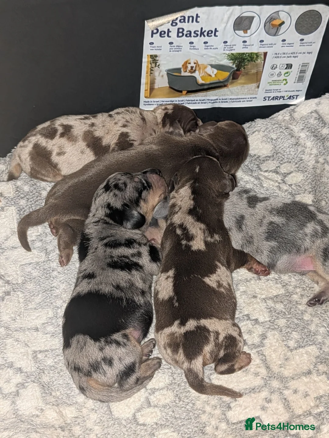 Dachshund dogs for sale: Dachshund puppies! in Mexborough - Advert 9