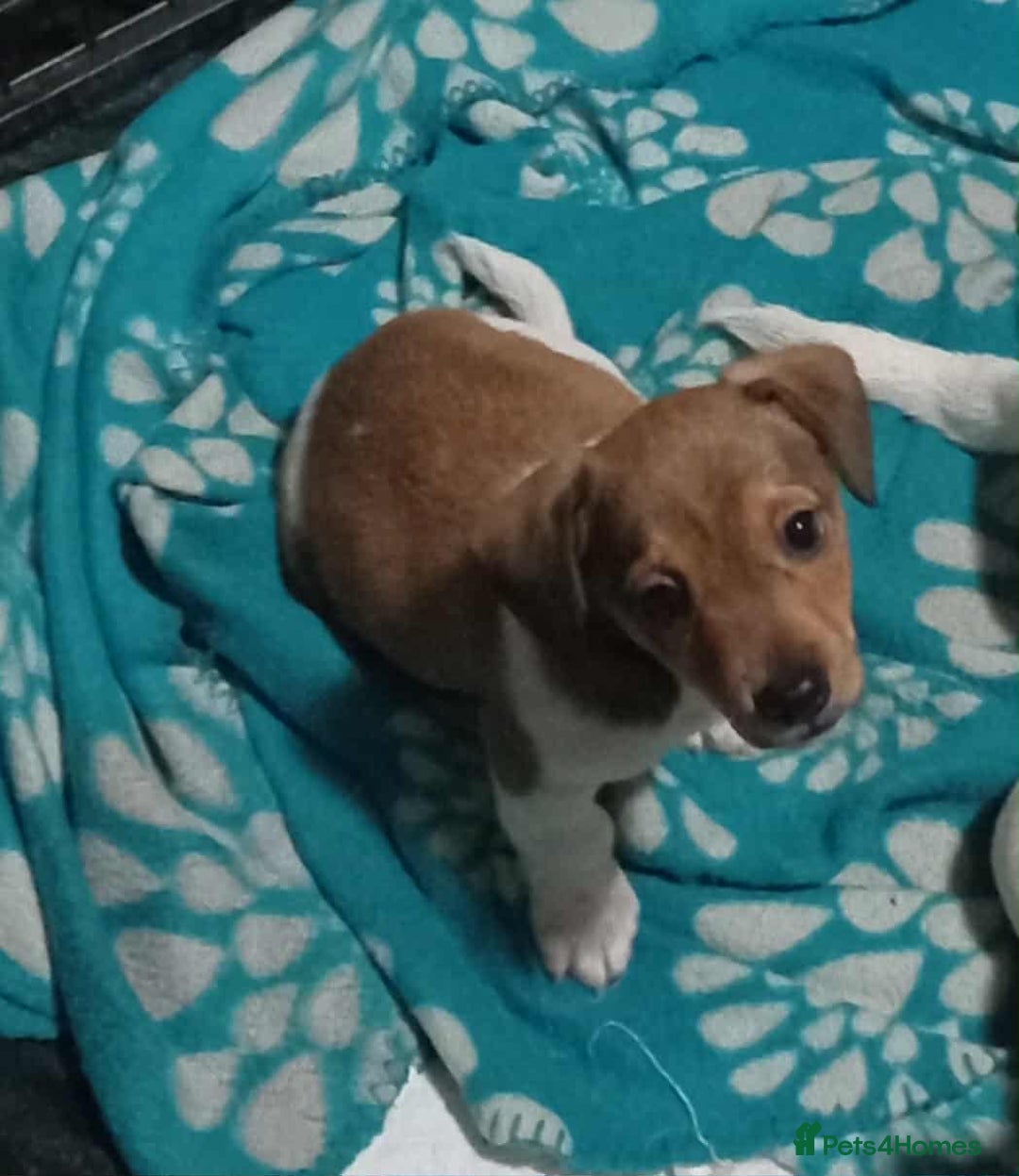 Jack Russell dogs for sale: 1 male 1 Femail Jack Russell pup for sale - Image 4