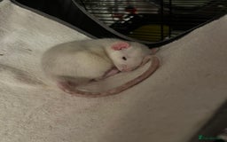 Rat rodents for sale: Roan/Husky boys for sale! - Image 6