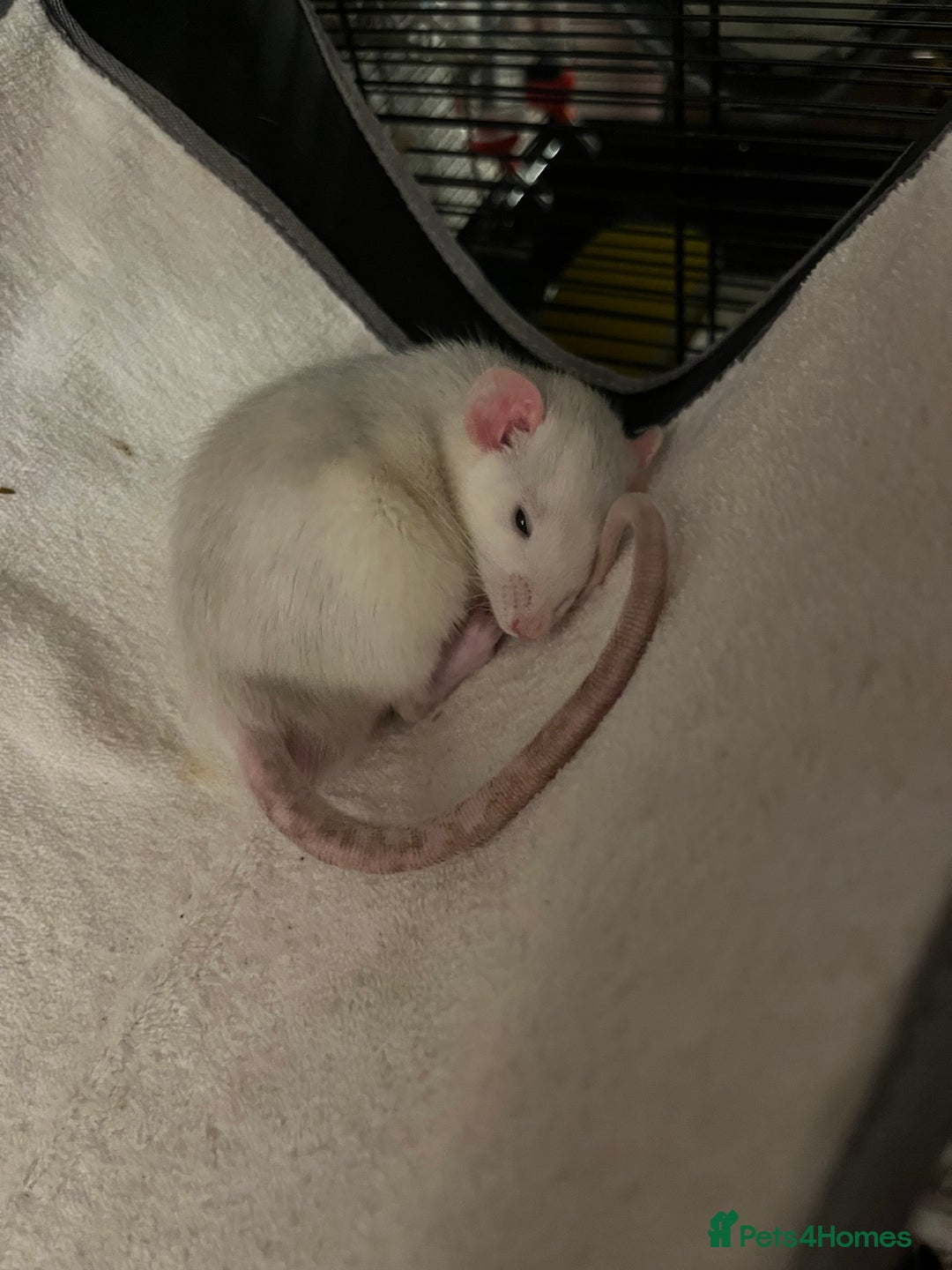 Rat rodents for sale: Roan/Husky boys for sale! - Image 6
