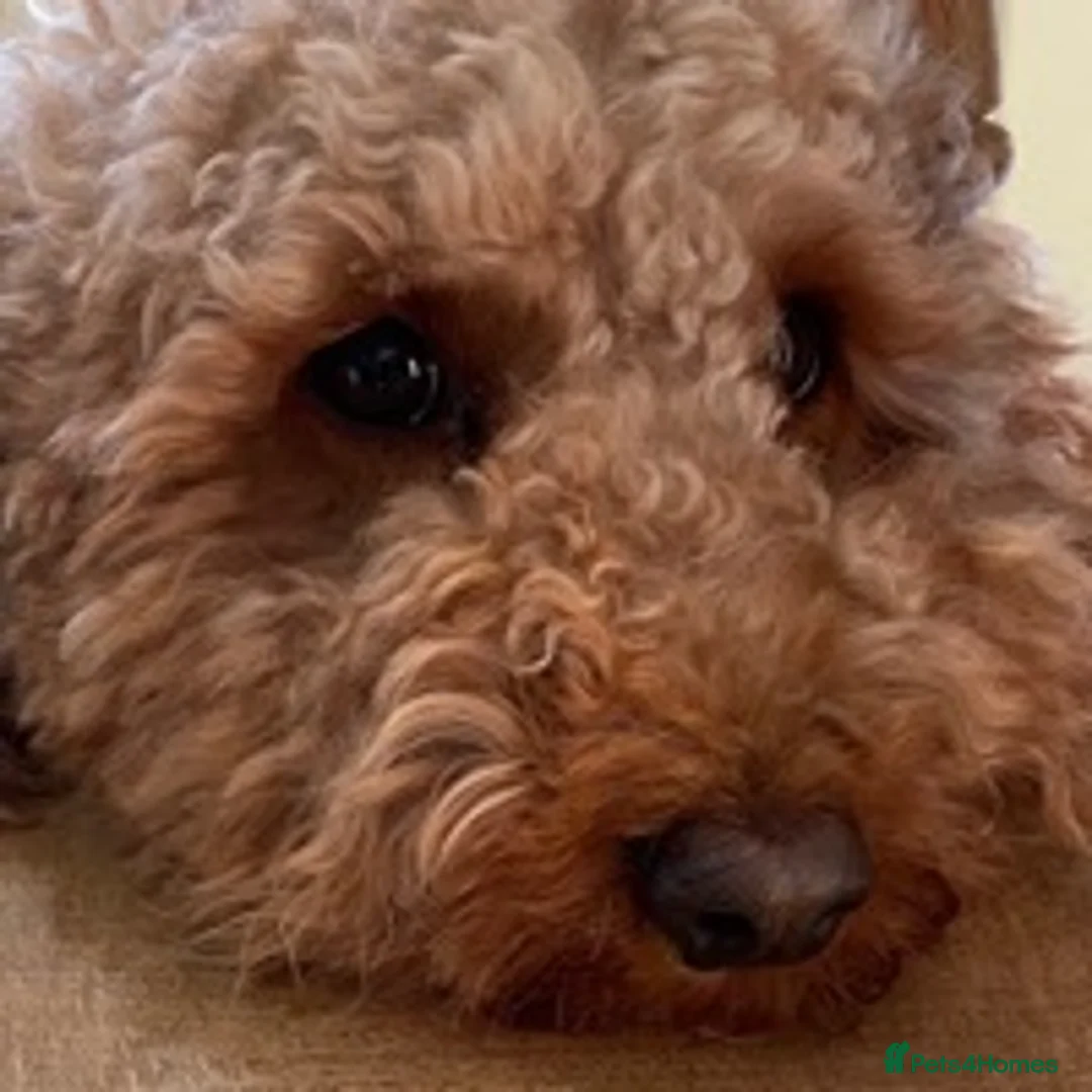 Cockapoo dogs for stud: KC registered miniature poodle health tested in Alford - Advert 7