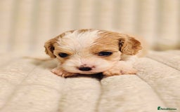 Cavapoo dogs for sale: Adorable Cavapoo Pups fully health tested parents - Image 40