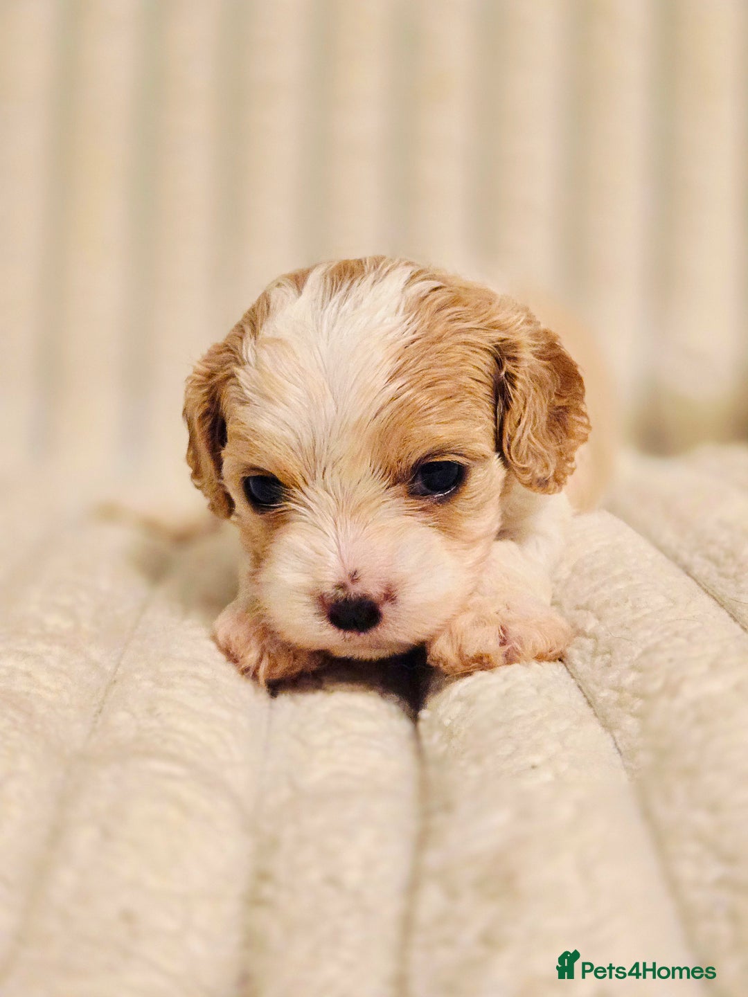 Cavapoo dogs for sale: Adorable Cavapoo Pups fully health tested parents - Image 40