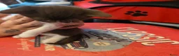 Sphynx cats for sale: Sphynx cross kittens in North Shields - Advert 11