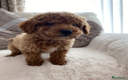 Cavapoo dogs for sale: Cavapoo pups  - Image 4