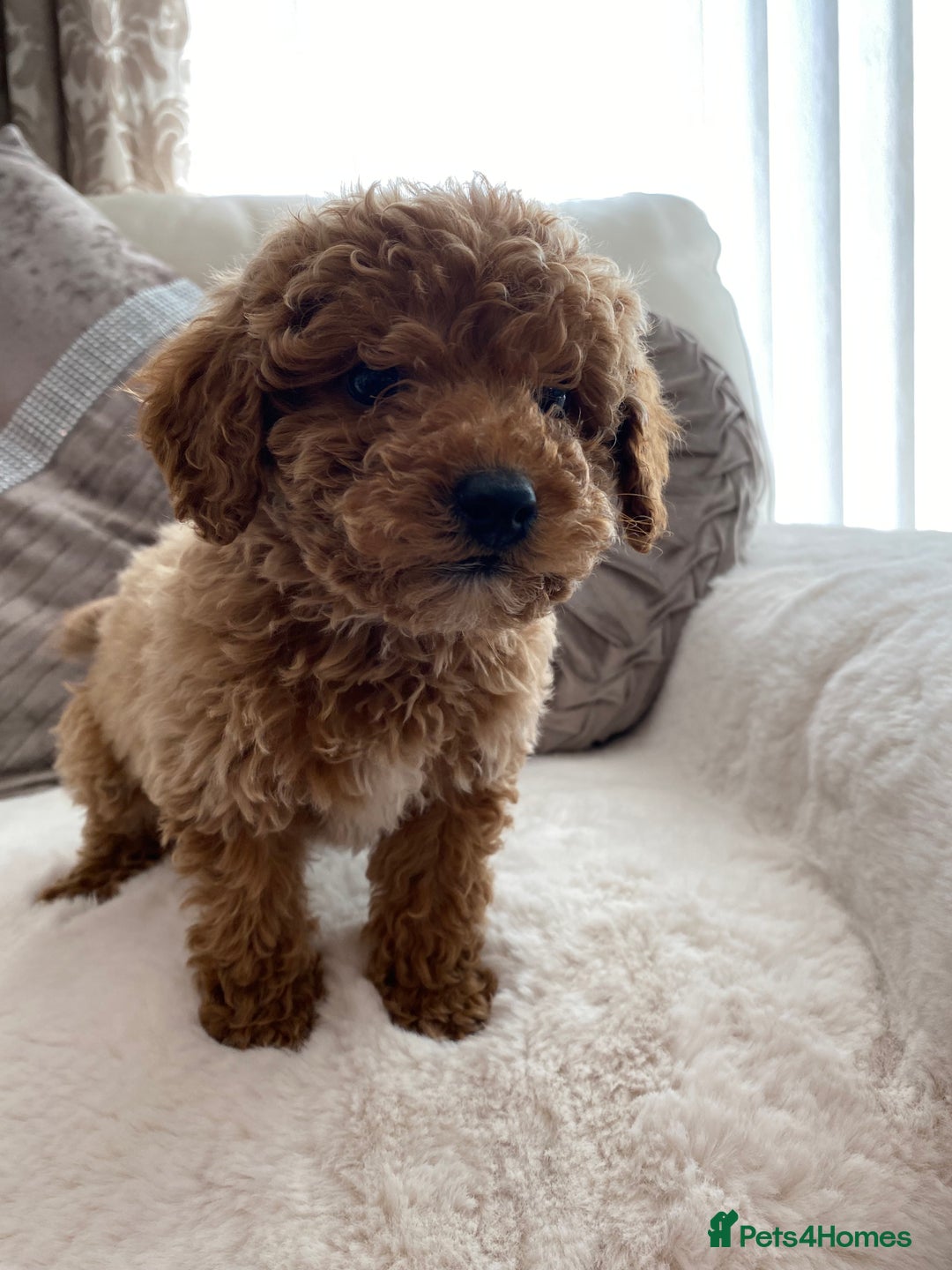 Cavapoo dogs for sale: Cavapoo pups  - Image 4