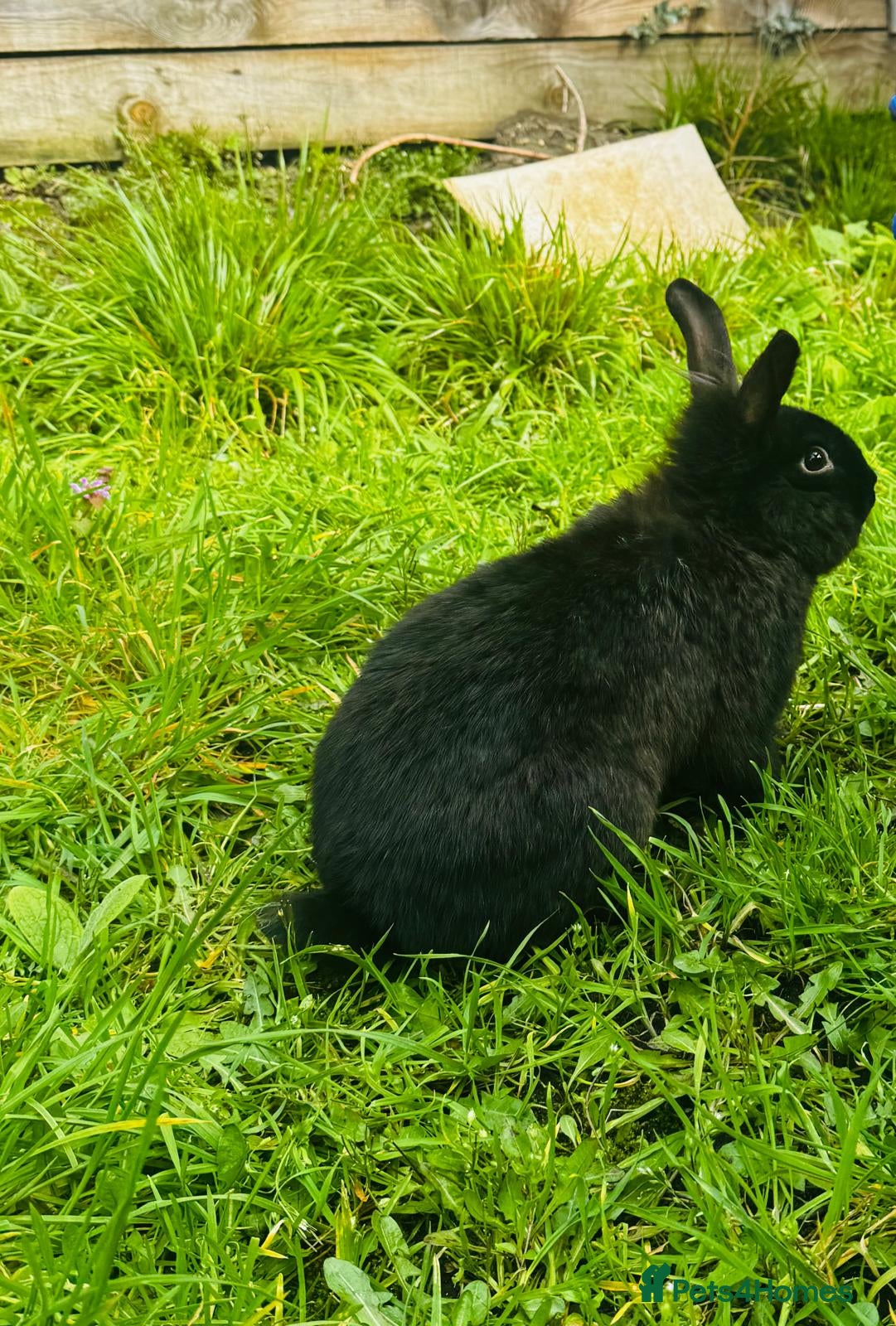 Continental Giant rabbits Continental Giant Rabbits - Advert 6