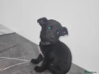 Mixed Breed dogs Dachshund x pomeranian puppies available - Advert 6