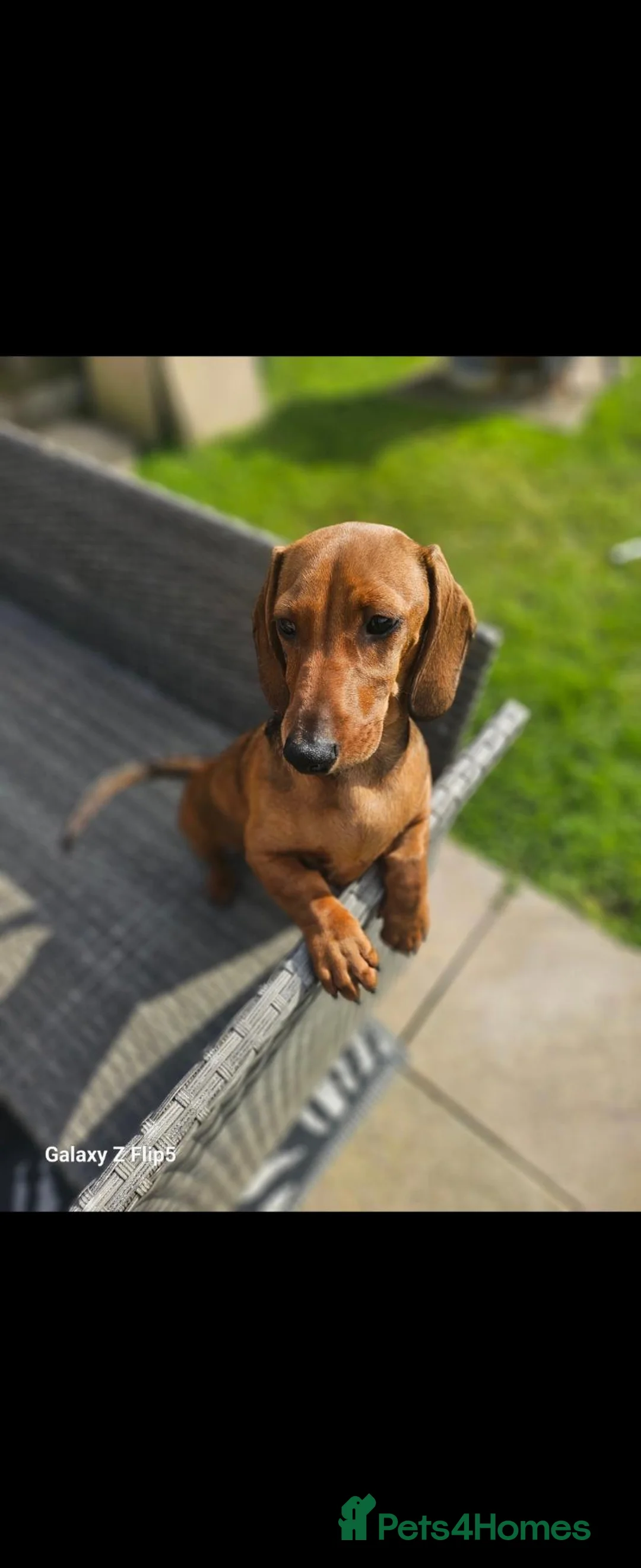 Dachshund dogs for sale: Beautiful standard dachshund  - Advert 2