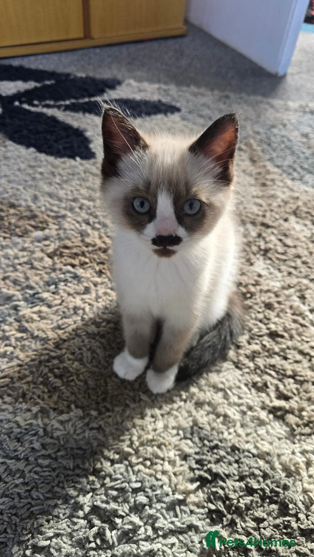 Mixed Breed cats for sale: Two male ragdoll mix kittens - Advert 2