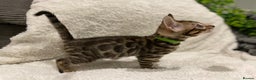 Bengal cats for sale: - Brown & Silver Bengals—Experienced Homes Only - Advert 15