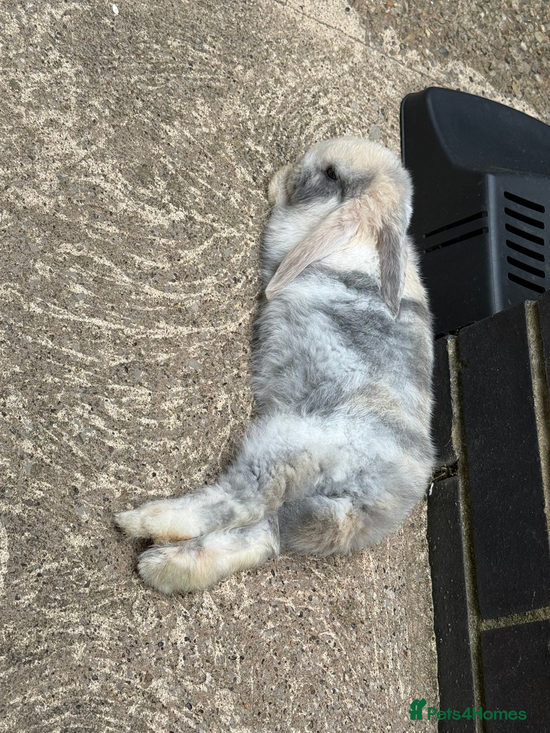 Mini Lop rabbits for sale: 2x male mini lop bonded Brothers for sale  - Image 8