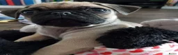 Pug dogs for sale: Fawn and black pug ready now in Liverpool - Advert 10