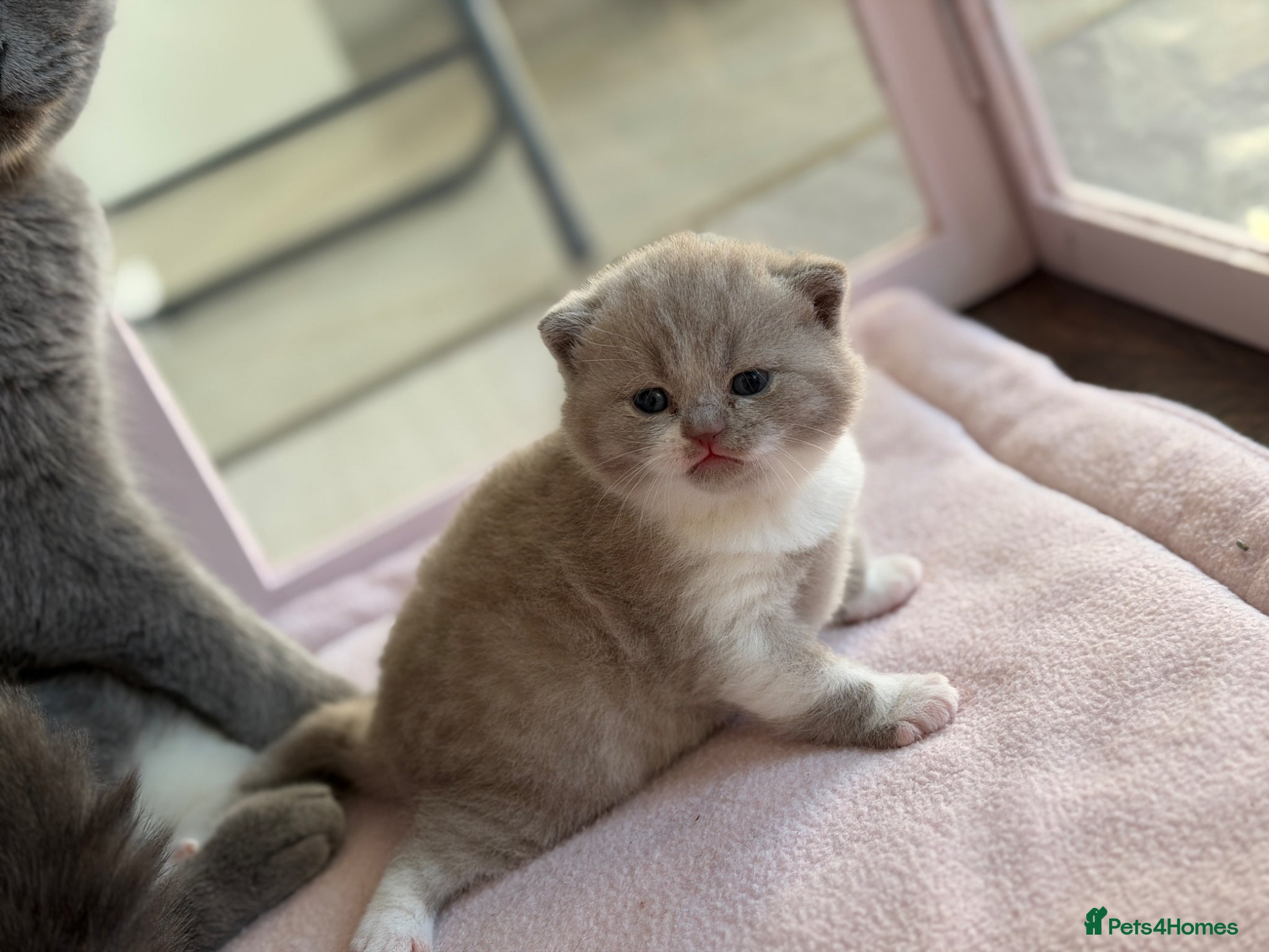 British Shorthair cats 💜 Chunky British Shorthair Kittens 💙  - Advert 3