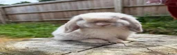 Mini Lop rabbits for sale: Mini lops available  in Ferndown - Advert 4
