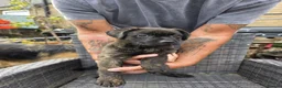 Mixed Breed dogs for sale: French bulldog x German Shepard pups for sale  - Advert 12
