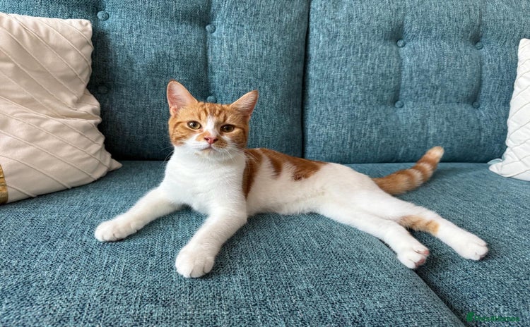 Mixed Breed cats for sale - Advert 1