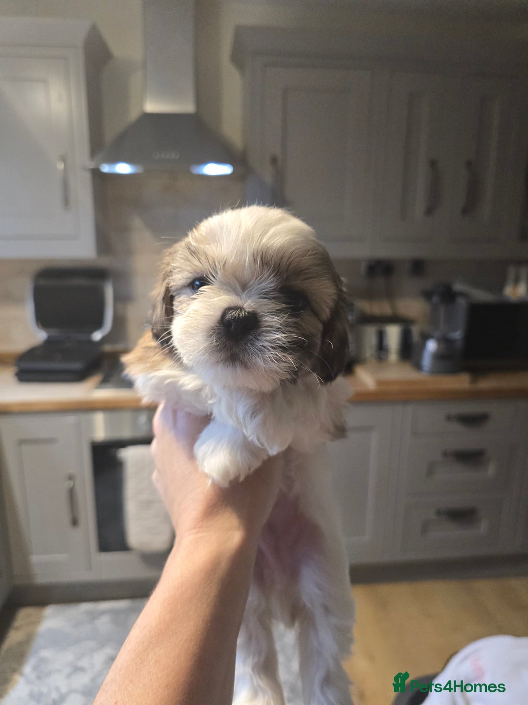 Shih Tzu dogs for sale: Shitzu puppies - Advert 6