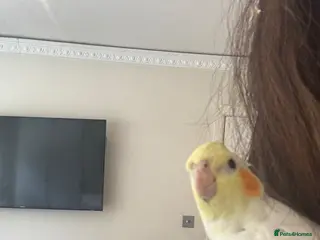 Cockatiels birds 12 weeks old-Dancing- family- based cockteil- male - Advert 10