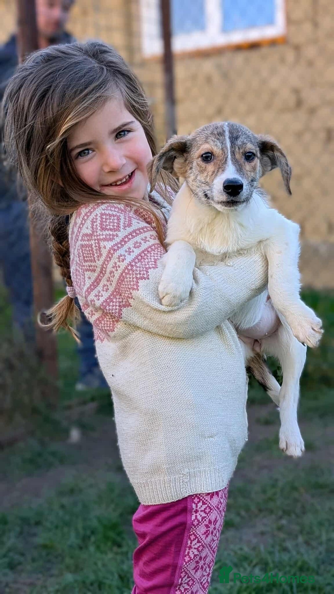 Mixed Breed dogs for adoption: Sylvie - wonderful family dog - Advert 11