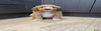 Goldendoodle Puppy 3