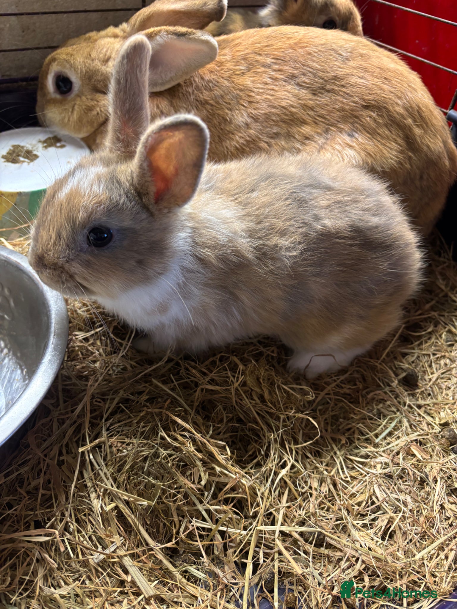 Mixed Breed rabbits Beautiful baby rabbits  - Advert 3