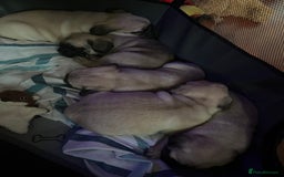 Pug dogs for sale: Pug puppies for sale  - Image 6