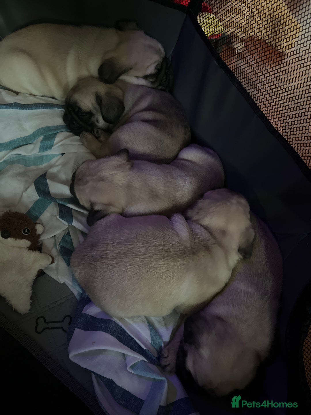 Pug dogs for sale: Pug puppies for sale  - Image 6